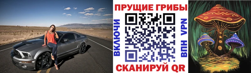 где купить наркоту  omg зеркало  Псилоцибиновые грибы мицелий  Абаза 